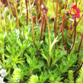 Saxifraga x arendsii 
