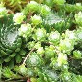 Sempervivum arachnoideum