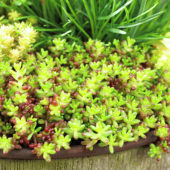 Sedum album Murale