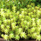 Sedum album Murale
