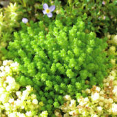 Sedum acre Minus