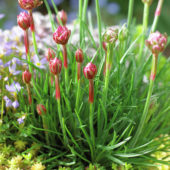 Armeria maritima