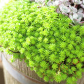 Sedum lydium