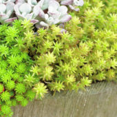 Sedum lydium