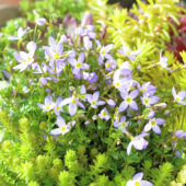 Houstonia caerulea