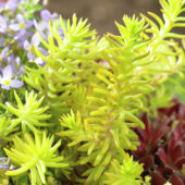 Succulent
