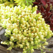 Sedum acre Yellow Queen