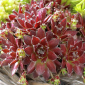 Sempervivum Silberkarneol