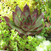 Sempervivum Bronco