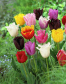 Tulipa gefranjerde mix