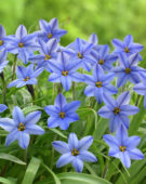 Ipheion uniflorum Jessie