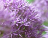 Allium Purple Caila