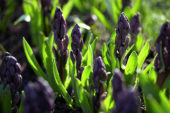 Hyacinthus Purple Sensation