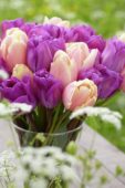 Tulipa Magic Lavender, Mango Charm