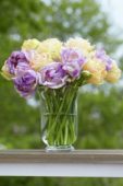 Tulipa Apricot Angelique, Double Shirley