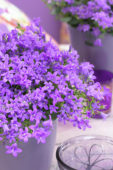 Campanula addenda Blue Star