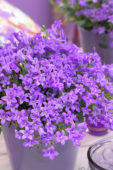 Campanula addenda Blue Star