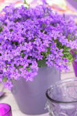 Campanula addenda ® Blue Star Campanula addenda ® Blue Star
