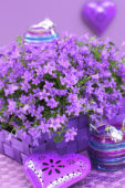 Campanula addenda Blue Star