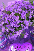 Campanula addenda Blue Star