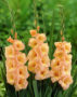 Gladiolus Esta Bonita ®