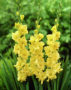 Gladiolus Jester Gold