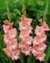 Gladiolus Rose Supreme