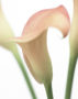 Zantedeschia