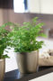 Adiantum raddianum Fritz Luthi, Fritz-Luthi, Fritz Lüthi