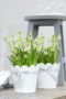 Muscari aucheri White Magic