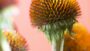 VIDEO Echinacea