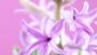 VIDEO Hyacinthus