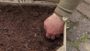 VIDEO Planting Begonia