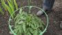 VIDEO Planting Dahlia