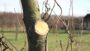 VIDEO Pruning pear tree