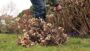VIDEO Pruning hydrangea
