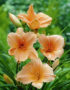 Hemerocallis Baley Hay