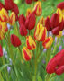 Tulipa Colour Spectacle, Red Georgette