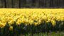 VIDEO Daffodil field