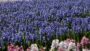 VIDEO Hyacinth field