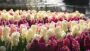 VIDEO Hyacinthus gemengd