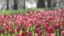 VIDEO Tulipa Delight mixed