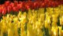 VIDEO Tulipa lily-flowering
