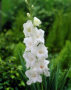 Gladiolus White Prosperity