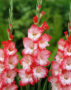 Gladiolus Pink Lady