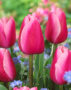 Tulipa Tresor