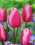 Tulipa Tresor