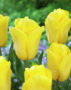 Tulipa Strong Gold