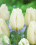 Tulipa Agrass White