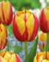Tulipa Augusta Tourinorum